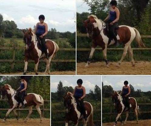 skewbald Warmblood horse for sale